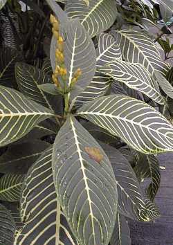 Shrubby Whitevein(Sanchezia speciosa)