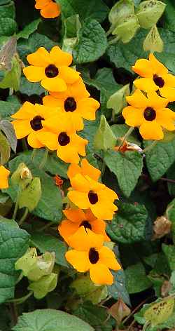 Blackeyed Susan Vine(Thunbergia alata)