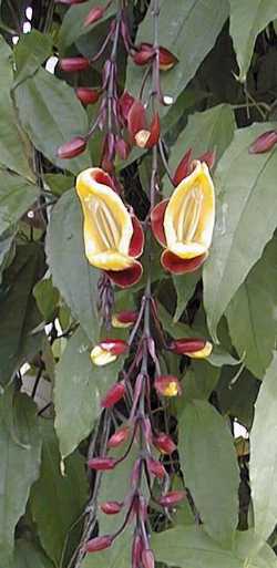 Clock Vine(Thunbergia mysorensis)