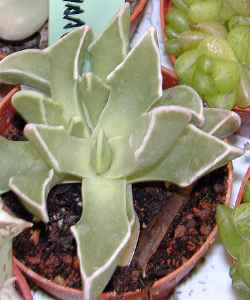 (Faucaria bosscheana var. haagei )