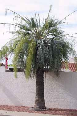 Mexican Blue Palm