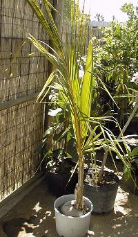 Coconut Tree(Cocos nucifera)