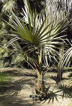 Central Australian Fan palm(Livistona mariae)