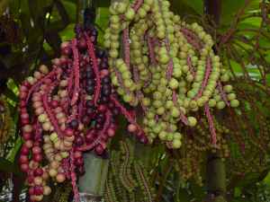 Ivory Cane Palm(Pinanga kuhlii)