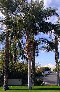 Queen Palm(Syagrus romanzoffianum)