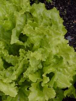 Lettuce(Lactuca sativa)