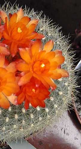 Scarlet Ball Cactus(Parodia haselbergii)