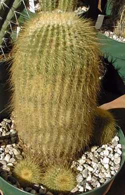 Golden Ball Cactus(Parodia leninghausii)