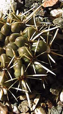 Tom Thumb Cactus(Parodia mammulosa)