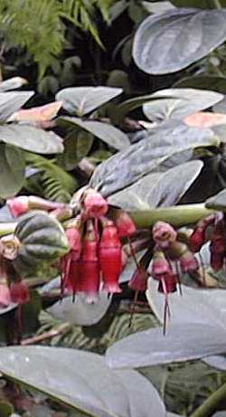 (Macleania coccoloboides)