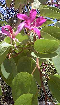 Hong Kong Orchid-Tree(Bauhinia Χ blakeana)