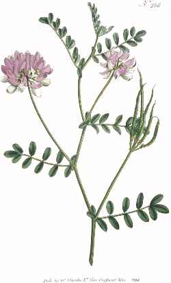 Crown Vetch(Coronilla varia)