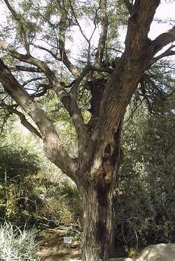 Chilean Mesquite