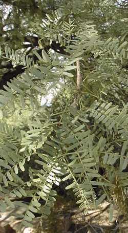 Chilean Mesquite(Prosopis chilensis)