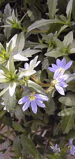 (Scaevola aemula  'Blue Shamrock')