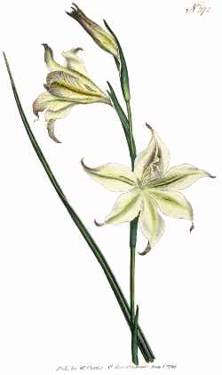 (Gladiolus tristis)