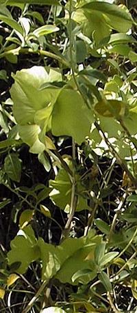 Yellow Orchid vine, Gallinita(Callaeum macropterum)