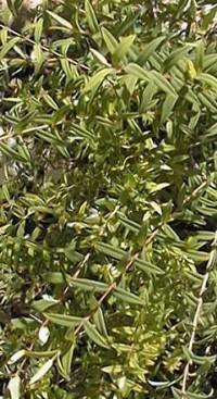 Dotted Melaleuca(Melaleuca hypericifolia)