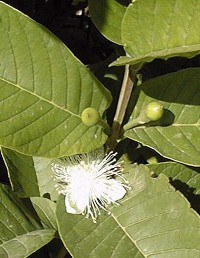 Tropical Guava(Psidium guajava)